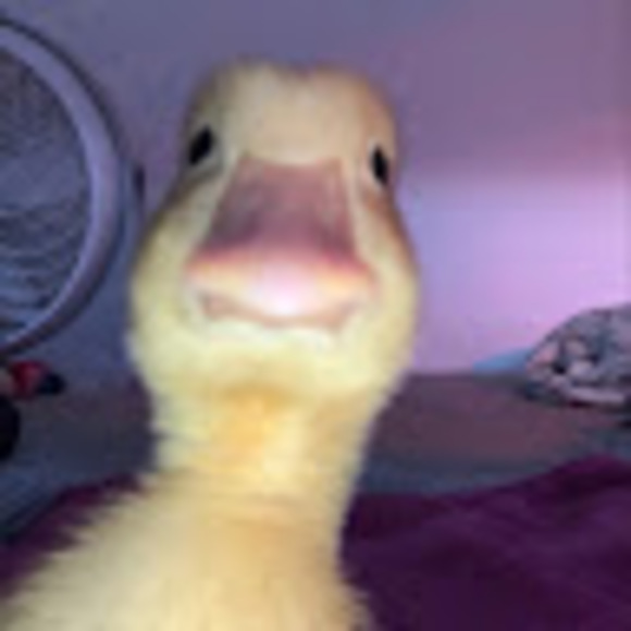 Meet your Posher, Alexandra - Picture 1 of 1